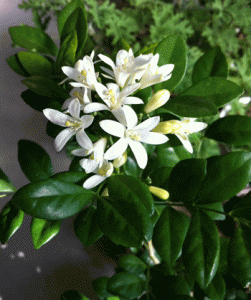 jasmine.