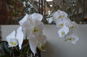 _DSC0338_resize1